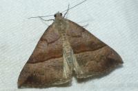 Hypena proboscidalis