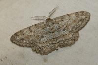 Hypomecis punctinalis