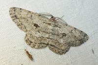 Hypomecis roboraria