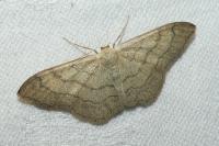 Idaea aversata