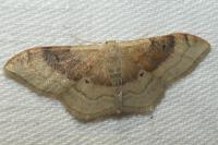 Idaea degeneraria