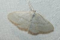 Idaea subsericeata