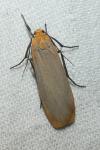 Katha depressa