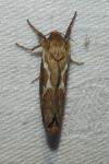 Korscheltellus lupulinus