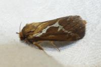 Korscheltellus lupulinus