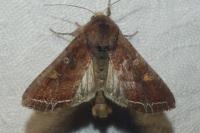 Lacanobia oleracea