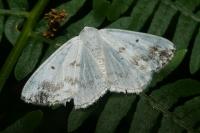 Lomographa temerata