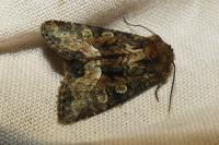 Oligia latruncula/strigilis/versicolor