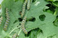 Cucullia verbasci