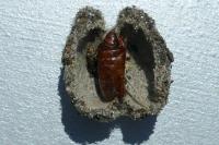 Cucullia verbasci