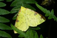 Opisthograptis luteolata