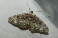 Parectropis similaria