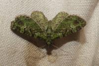 Pasiphila rectangulata