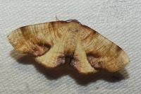Plagodis dolabraria