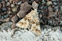 Eremobia ochroleuca
