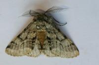 Lycia hirtaria