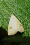 Rivula sericealis