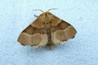 Malacosoma neustria