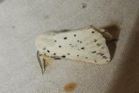Spilosoma lubricipeda