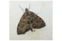 Thera britannica/obeliscata/variata