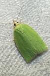 Tortrix viridana