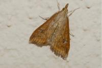 Udea ferrugalis