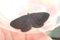Odezia atrata