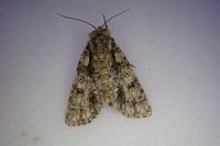 Acronicta rumicis
