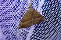 Hypena proboscidalis