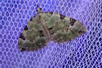 Colostygia pectinataria