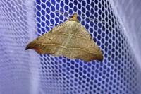 Laspeyria flexula