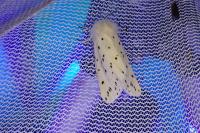 Spilosoma lubricipeda
