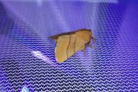 Malacosoma neustria