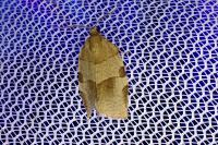 Choristoneura hebenstreitella