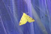 Opisthograptis luteolata