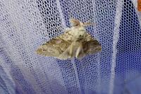 Calliteara pudibunda