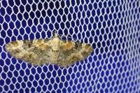 Eupithecia pulchellata