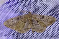 Peribatodes rhomboidaria