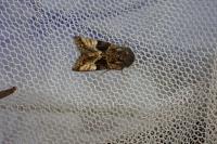 Euplexia lucipara