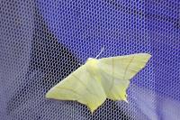 Ourapteryx sambucaria