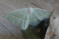 Campaea margaritaria