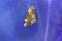 Thyatira batis