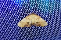 Plagodis dolabraria