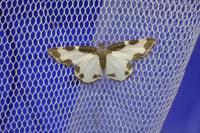 Lomaspilis marginata