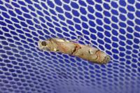 Pempelia palumbella