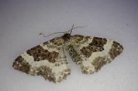 Epirrhoe rivata