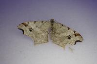 Macaria alternata