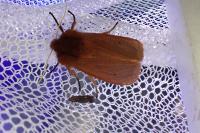 Phragmatobia fuliginosa