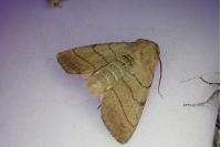 Charanyca trigrammica