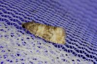 Piniphila bifasciana